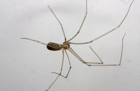 Große Zitterspinne (Pholcus phalangioides ) - © Christian Komposch